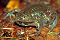 : Hypopachus variolosus; Sheep Frog