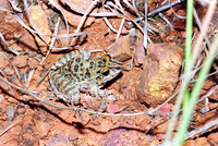 : Leptodactylus fuscus