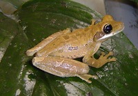 : Osteocephalus verruciger
