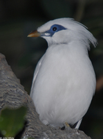 : Leucopsar rothschildi; Bali Myna