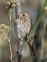 : Melospiza lincolnii; Lincoln's Sparrow