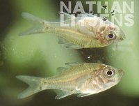 : Ambassis agassizii; Olive Chanda Perch