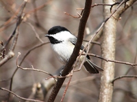 : Parus atricapillus; Black-capped Chickadee