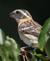 : Pheucticus melanocephalus; Black-headed Grosbeak