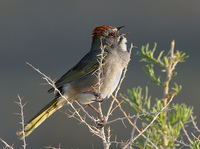 : Pipilo chlorurus; Green-tailed Towhee