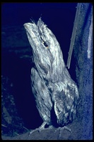 : Podargus sp.; Frogmouth