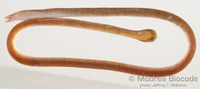 : Moringua sp.
