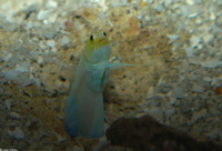 : Opistognathus aurifrons; Yellowhead Jawfish