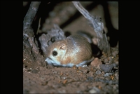 : Dipodomys merriami; Merriam's Kangaroo Rat
