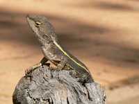 : Amphibolurus nobbi; Nobbi Dragon