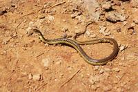 : Thamnophis hammondii