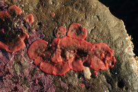 : Eurystomella bilabiata; Red Bryozoan