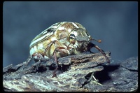 : Polyphylla decimlineata; Ten-lined June Beetle