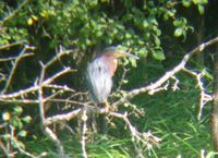 Green Heron - adult