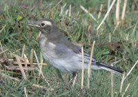 Juvenile Masked Wagtail. Photo © A. Braunlich