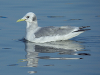 세가락갈매기 Rissa tridactyla | black-legged kittiwake