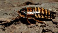 Blaptica dubia - Guyana Orange Spotted Roach