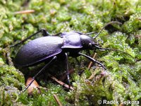 Carabus macrocephalus cantabricus