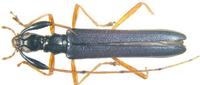 Nethinius ballerioi