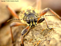 Xylotrechus rusticus var. heroicus