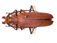 Callipogon cinnamomeus