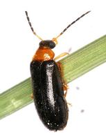 Luperus luperus