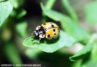Adalia decempunctata