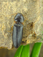 Ampedus erythrogonus