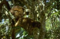Bruine Lemuur (Lemur fulvus) ? 72K