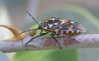 Stenozygum coloratum