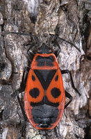 Pyrrhocoris apterus