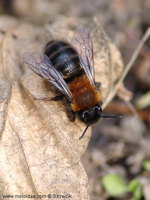 Andrena nitida