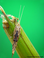 Ypsolopha scabrella