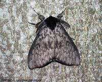 Lymantria monacha - Black Arches