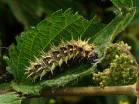 Vanessa atalanta - Red Admiral