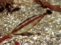 Pseudalutarius nasicornis, Rhino leatherjacket: