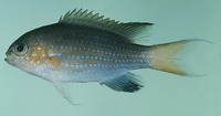 Chromis nigrura, Blacktail chromis: