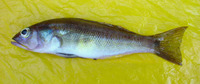 Conodon macrops, Lemoneye grunt: