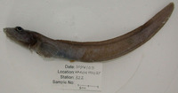 Lycodes squamiventer, Scalebelly eelpout: