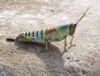 Zonocerus elegans