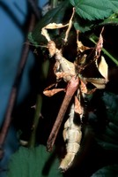 Extatosoma tiaratum