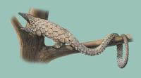 Image of: Manis tetradactyla (long-tailed pangolin)