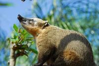 Image of: Nasua nasua (South American coati)