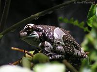 Phrynohyas resinifictrix - Amazonian Milk Frog