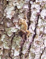 Image of: Pseudacris crucifer (spring peeper)