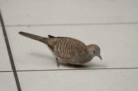 Geopelia striata - Zebra Dove