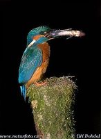 Alcedo atthis - Common Kingfisher