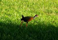 Aramides cajanea - Grey-necked Wood-Rail