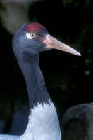 Grus nigricollis - Black-necked Crane