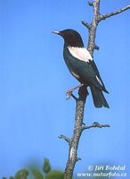 Sturnus roseus - Rose-coloured Starling